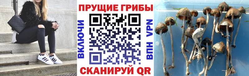 Купить закладки  Мариинский Посад  Псилоцибиновые грибы прущие грибы 